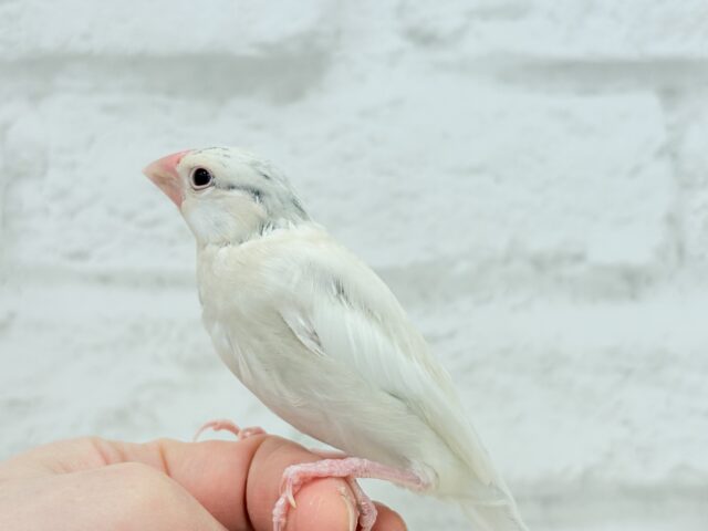 シルバーイノ文鳥