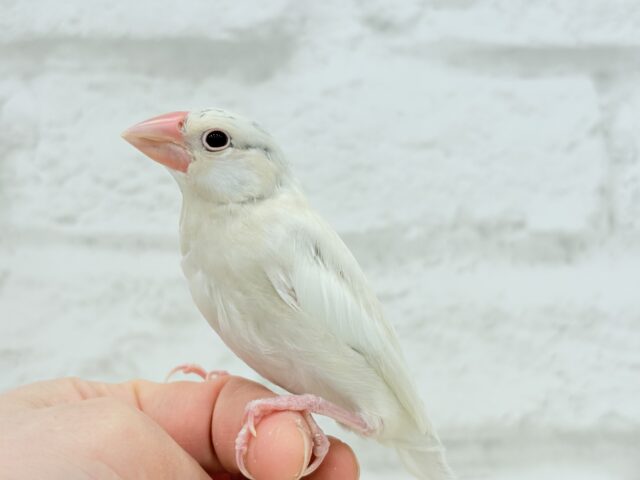 シルバーイノ文鳥