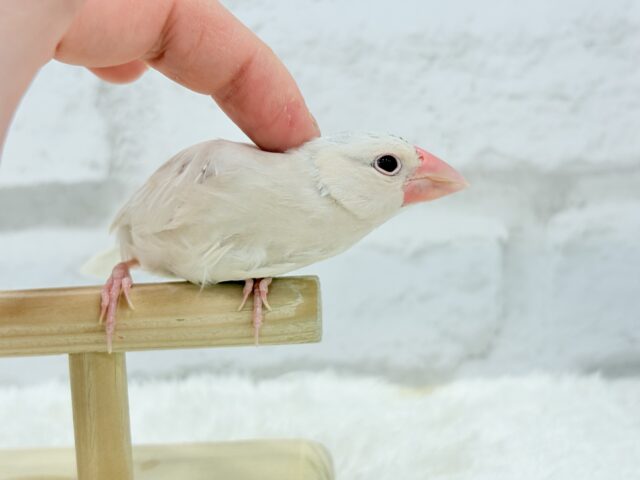 シルバーイノ文鳥