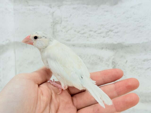 シルバーイノ文鳥