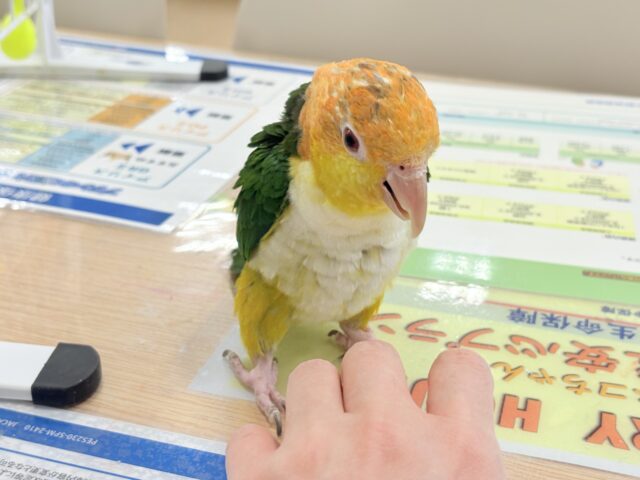 シロハラインコ