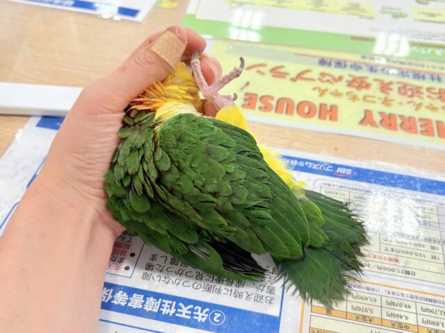 シロハラインコ
