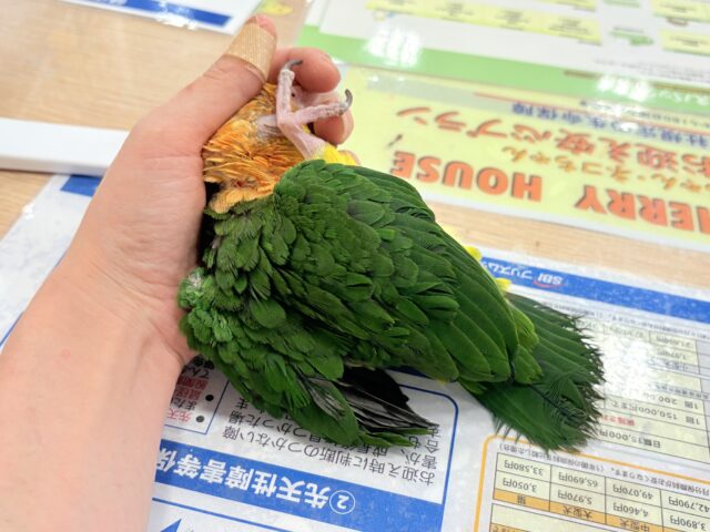 シロハラインコ