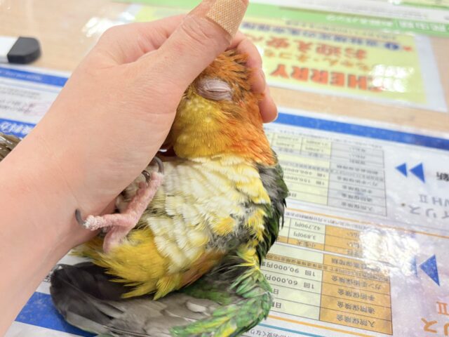 シロハラインコ
