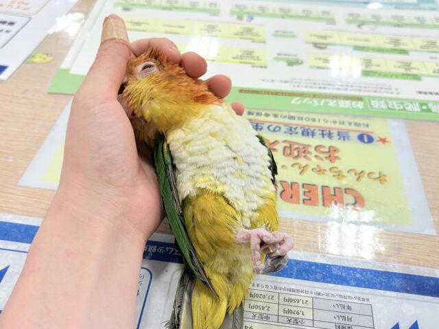 シロハラインコ