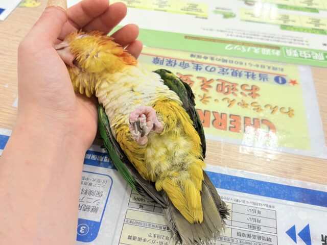 シロハラインコ