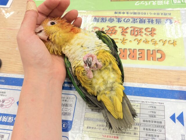 シロハラインコ