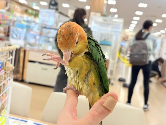 シロハラインコ