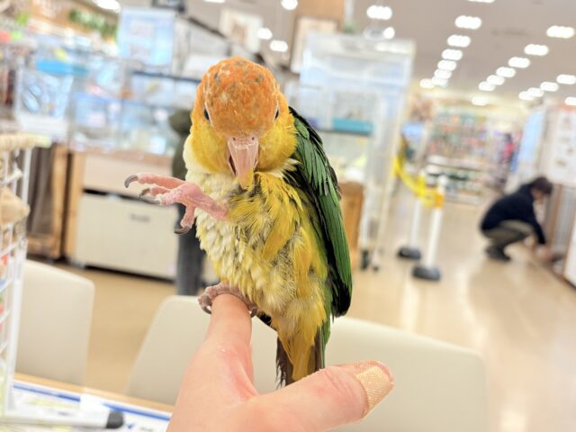 シロハラインコ