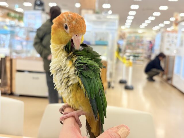 シロハラインコ