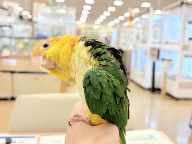 シロハラインコ