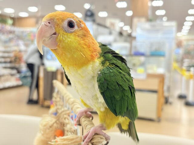 シロハラインコ