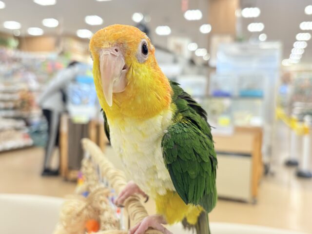 シロハラインコ