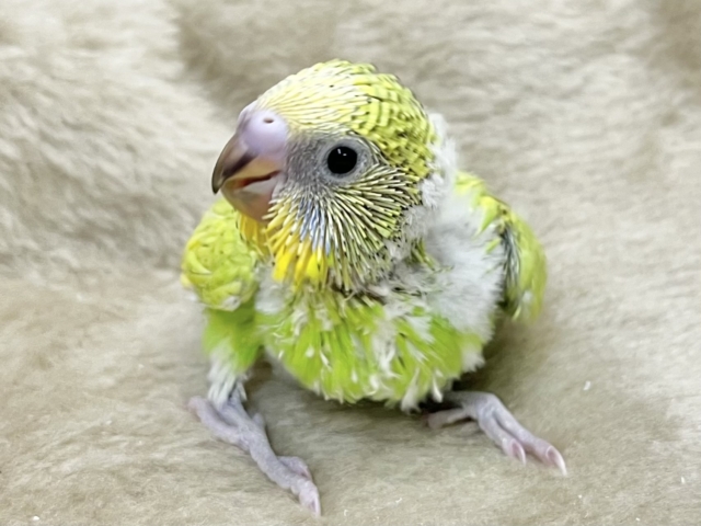 セキセイインコ