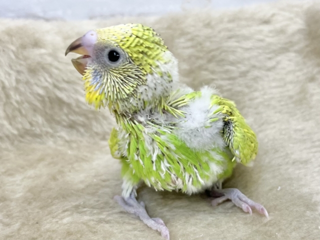 セキセイインコ