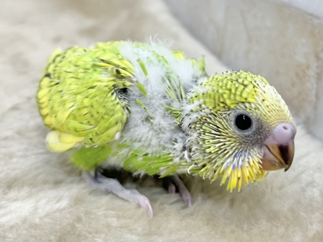 セキセイインコ