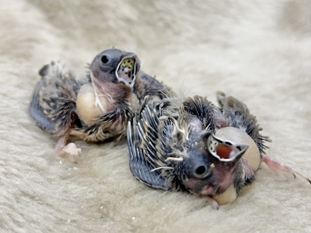 錦花鳥（キンカチョウ）