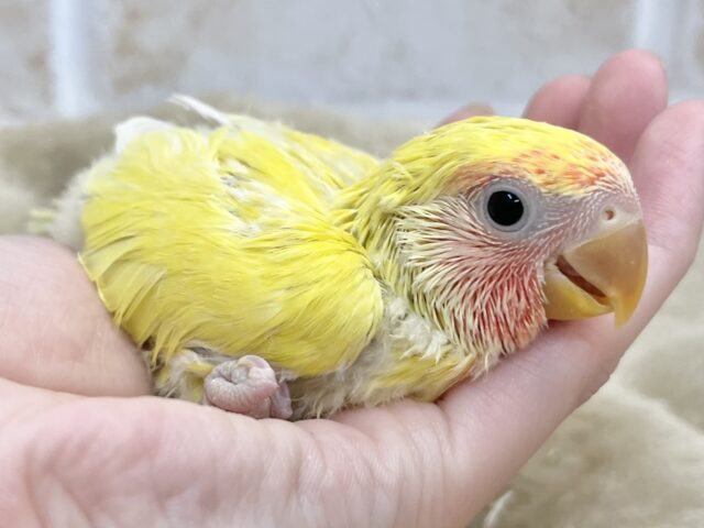 コザクラインコ（小桜インコ）