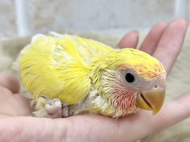 コザクラインコ（小桜インコ）