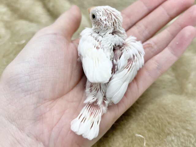 白文鳥