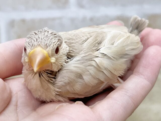 シナモン文鳥
