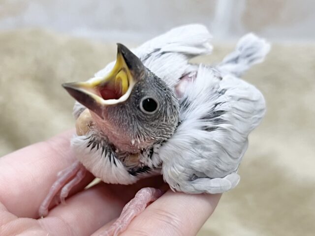 シルバー文鳥