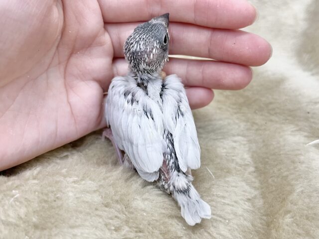 シルバー文鳥