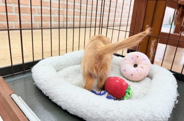 ミニチュアダックス