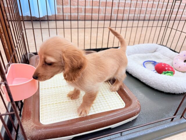 ミニチュアダックス