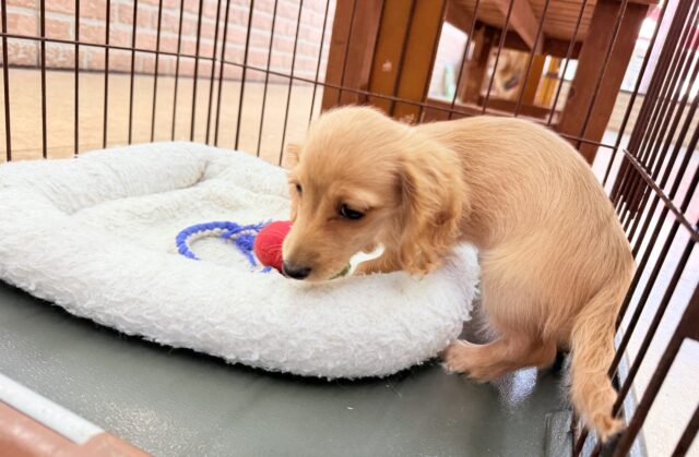 ミニチュアダックス