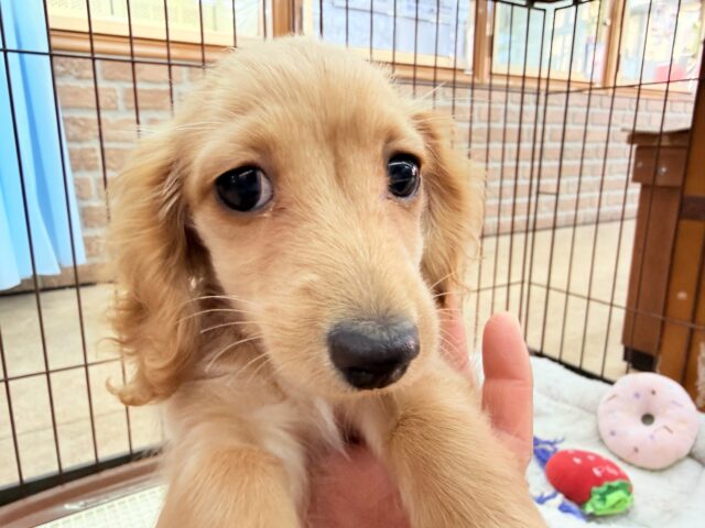 ミニチュアダックス