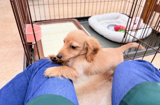 ミニチュアダックス