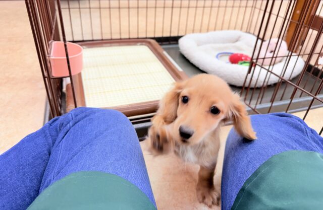 ミニチュアダックス