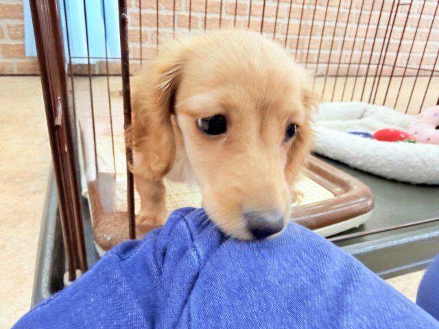 ミニチュアダックス