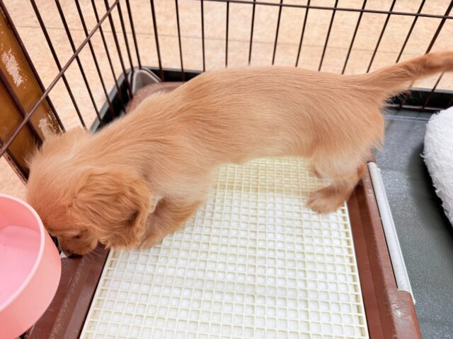 ミニチュアダックス