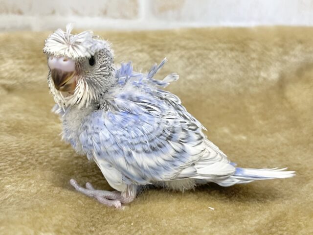 梵天セキセイインコ