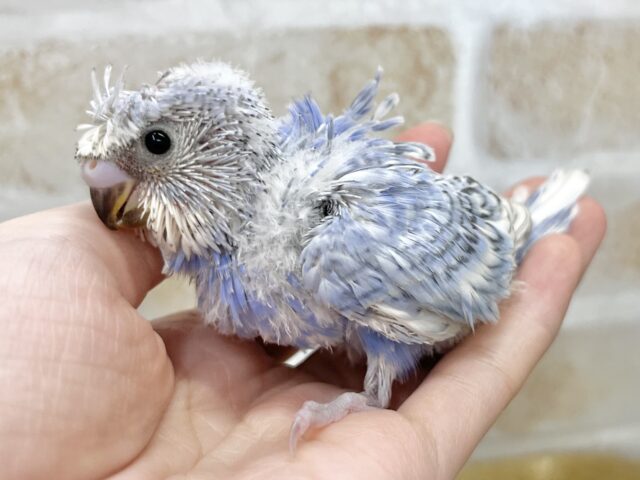 梵天セキセイインコ