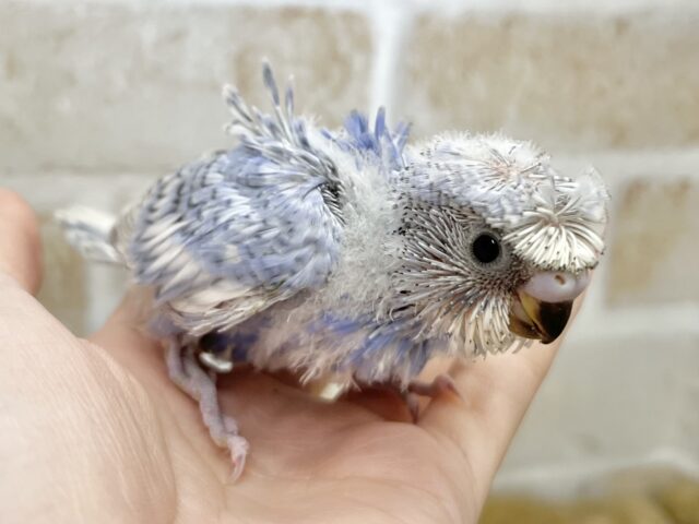 梵天セキセイインコ