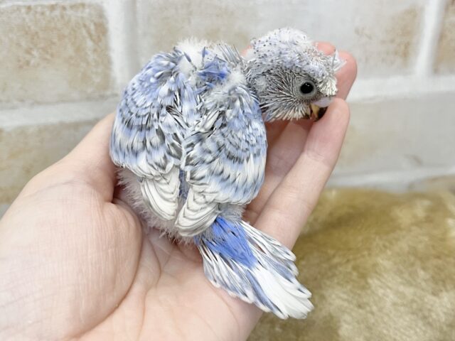 梵天セキセイインコ