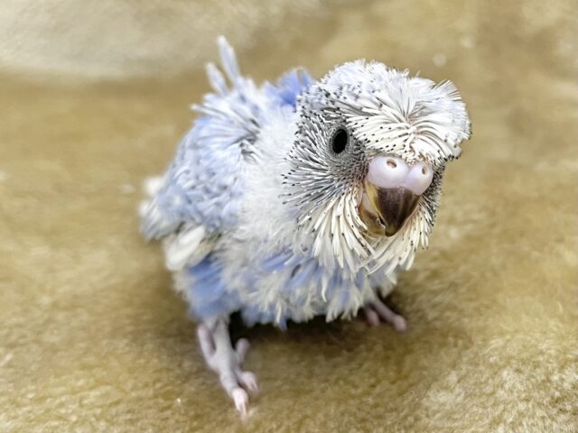 梵天セキセイインコ