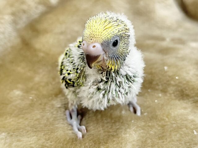 セキセイインコ