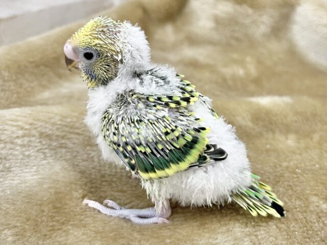 セキセイインコ