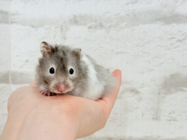 ゴールデンハムスター