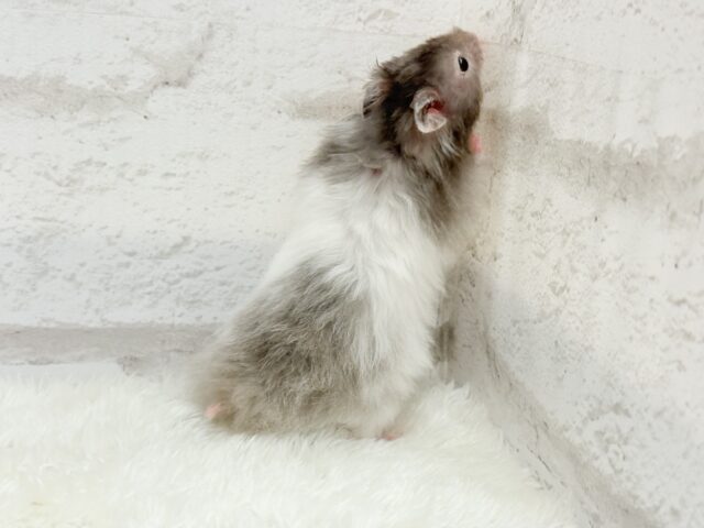 ゴールデンハムスター