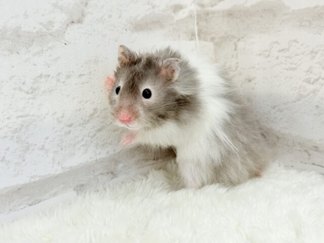 ゴールデンハムスター