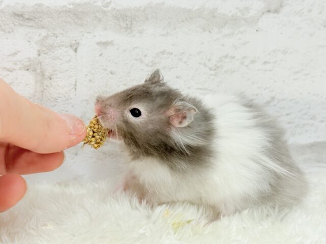 ゴールデンハムスター