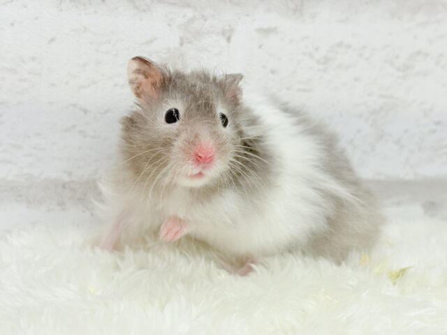 ゴールデンハムスター