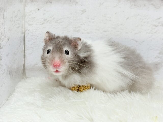 ゴールデンハムスター