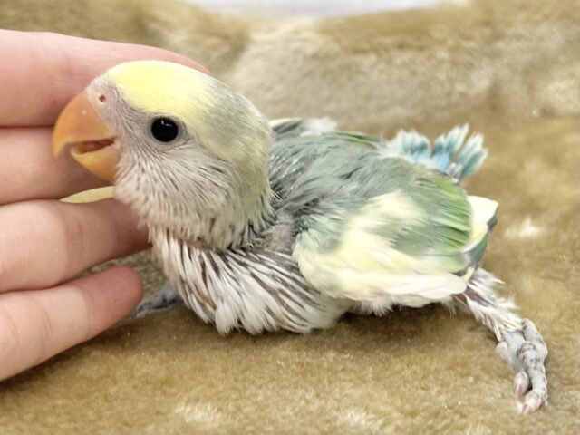 コザクラインコ（小桜インコ）