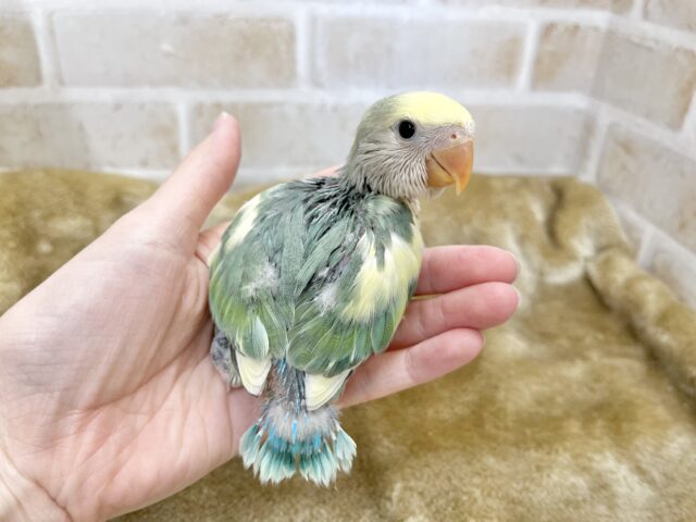コザクラインコ（小桜インコ）